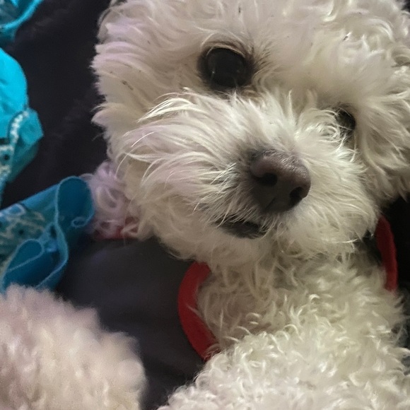 Meet your Posher, Shellee` - Picture 7 of 10